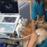 catto-getting-an-ultrasound