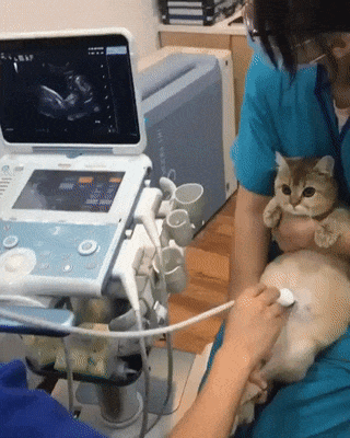 catto-getting-an-ultrasound