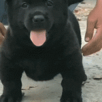 cute-black-pup