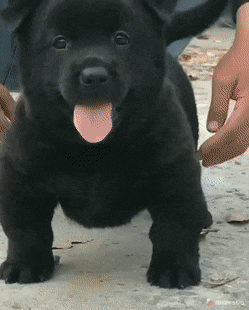cute-black-pup