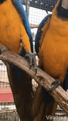macaws-holding-hand