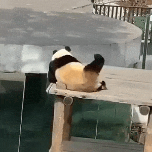 panda-dancing