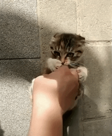 playing-with-kitty