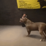 A trained pitbull was given the task of protecting the little boy