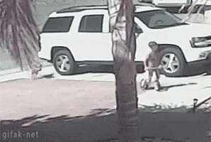 Cat saves girl from dog