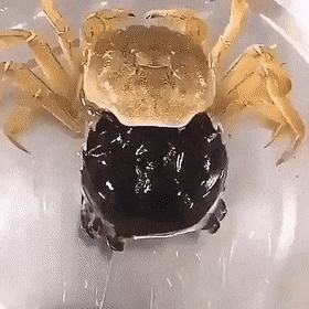 Crab changes skin