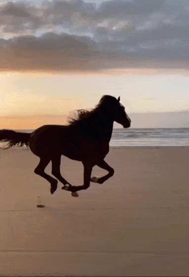 Horse on the beach