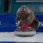 Marmot Olympics