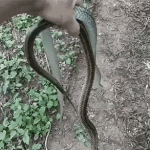 Snake Vs Me