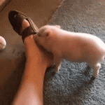 So good to see little piggy get a relief of that itch