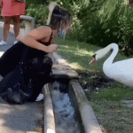 Swan and girl without mask