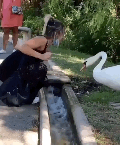 Swan and girl without mask