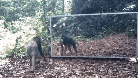 Wild animals reacting to a mirror