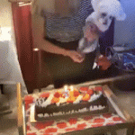 Cake in the face for the dog