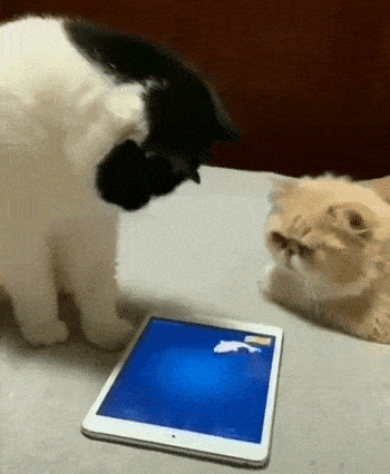 Cats playing with phone