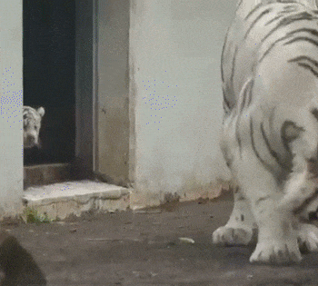 Little tiger scares mom