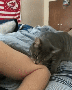 Cat bites another cat