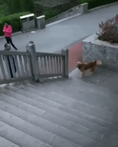 Dog and stairs