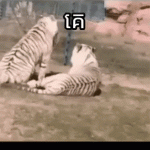 Tigers vs Lions