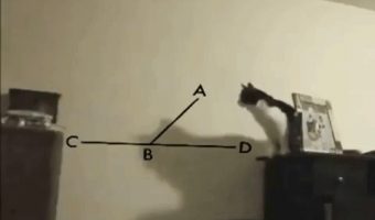 Cat fails calculation