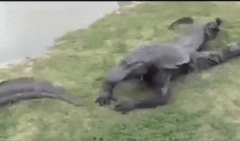 Alligator was not having this bipedal magic