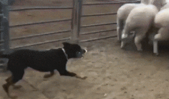 Dog runs over sheep