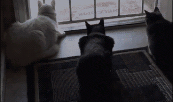Dog scares cats