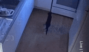 Aluminium foil Vs Cat