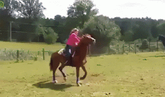 Horse watches too much WWE