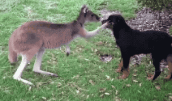 Kangaroo playing with the dog