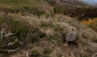 Face to face with a snow leopard