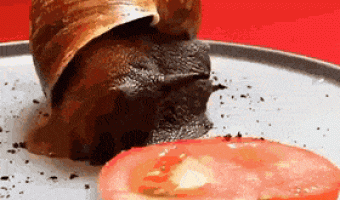 Snail eating tomato