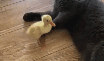 Cat and a baby duck