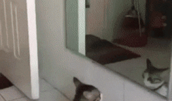 Cat and mirror