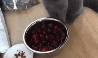 Cat doesnt know how to handle cherries