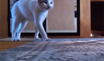 Cat premiering your mat