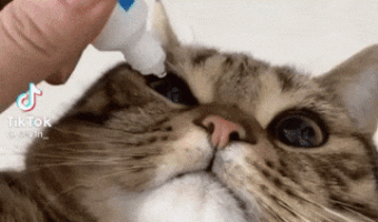 Cat Taking the Medicine Like a Pro