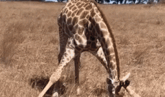 How the giraffe eats grass on the ground