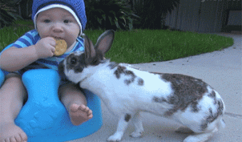 Rabbit takes the cookie