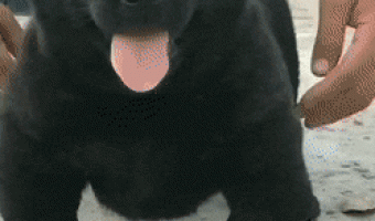 Cute black pup