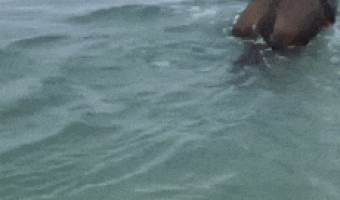 Dolphins playing with horses