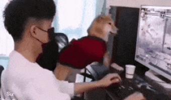 Dog playing video game