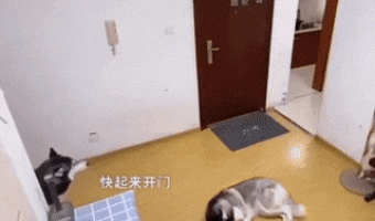 Doggy slammed the door to a rider who sent food to them