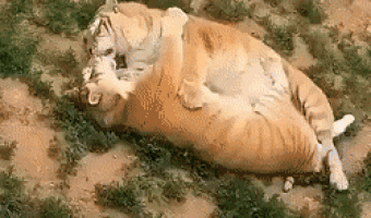 Two tigers embraced