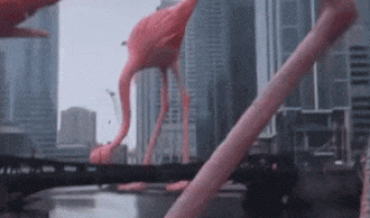 Giant flamingos in city