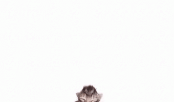 Kitten to Cat