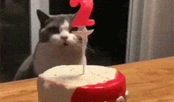 2nd birthday cat