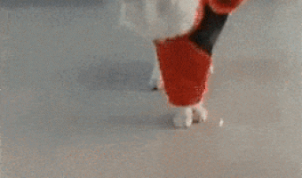 Cat learning to walk like Geisha