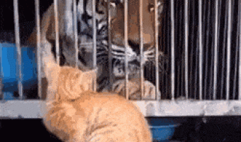 Cat scares tiger