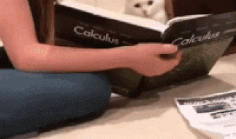 Cat studying calculus